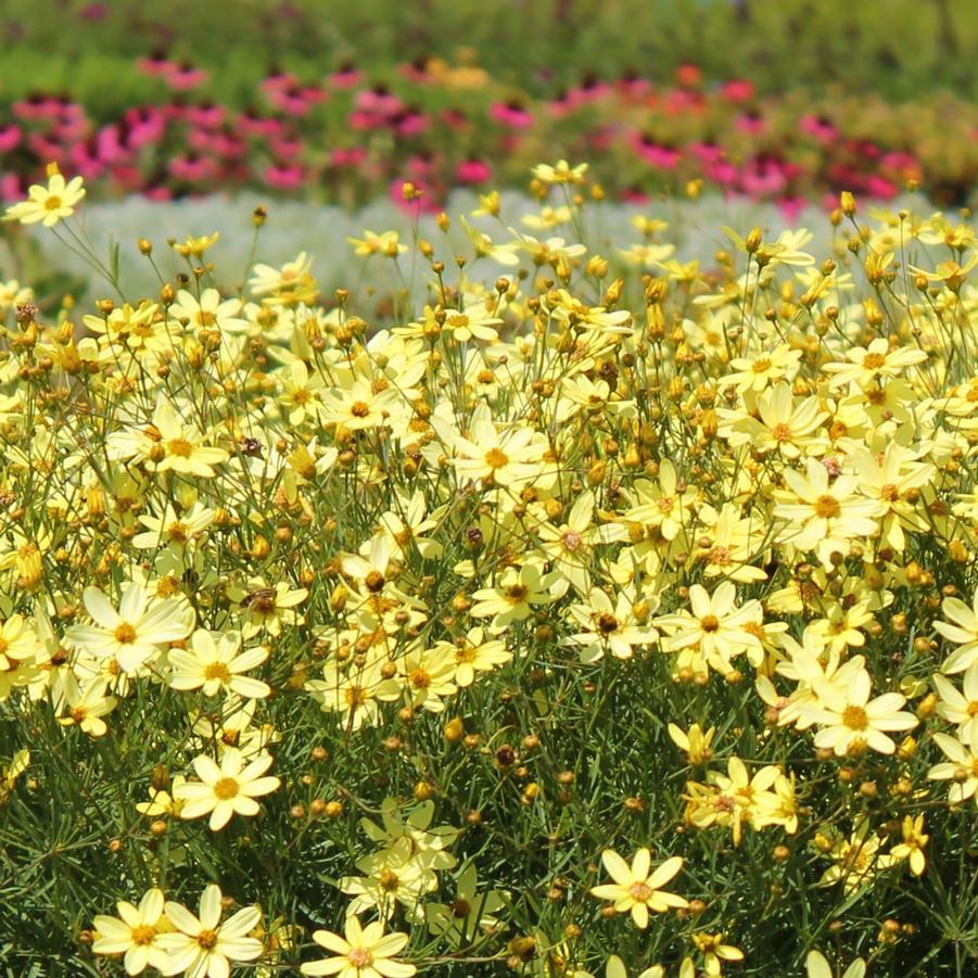 G377 Coreopsis Verticillata 27moonbeam 27 6 B6eef7b5 A84e 4daf Af9f 12042b7ae648 from www redcrocus com