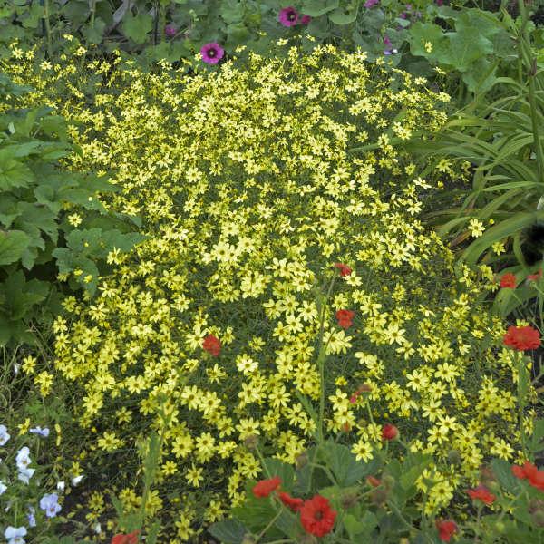 G377 Coreopsis Verticillata 27moonbeam 27 7 46b1ee40 30e1 41fe 8a9d 27e508816bd1 from www redcrocus com