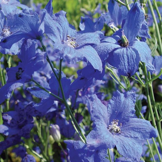 G381 Delphinium Grandiflorum Blue Mirror - View 10 from www redcrocus com