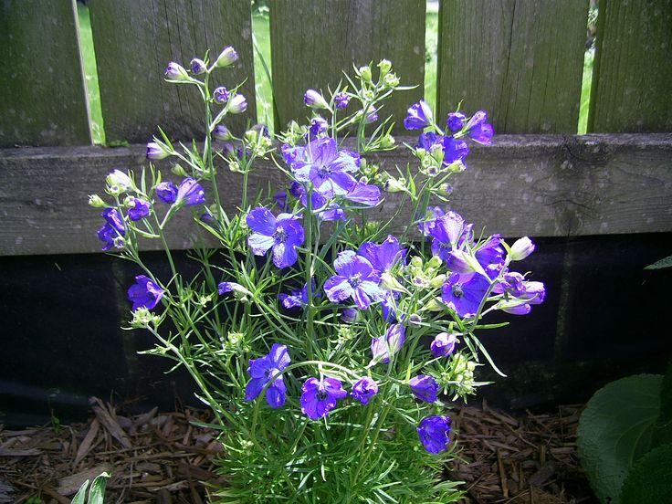 G381 Delphinium Grandiflorum Blue Mirror - View 11 from www redcrocus com