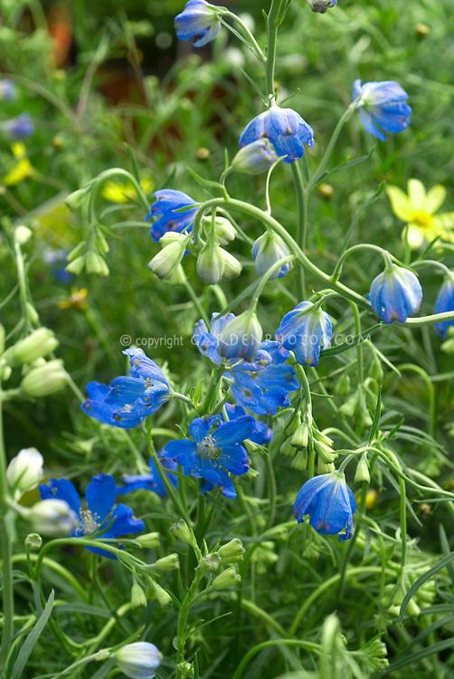 G381 Delphinium Grandiflorum Blue Mirror - View 12 from www redcrocus com