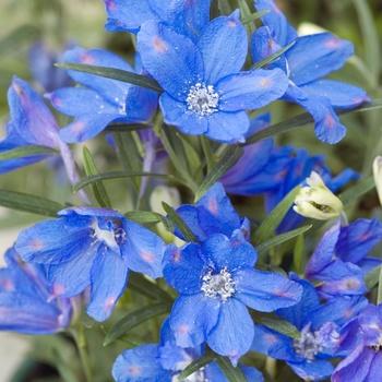 G381 Delphinium Grandiflorum Blue Mirror - View 14 from www redcrocus com