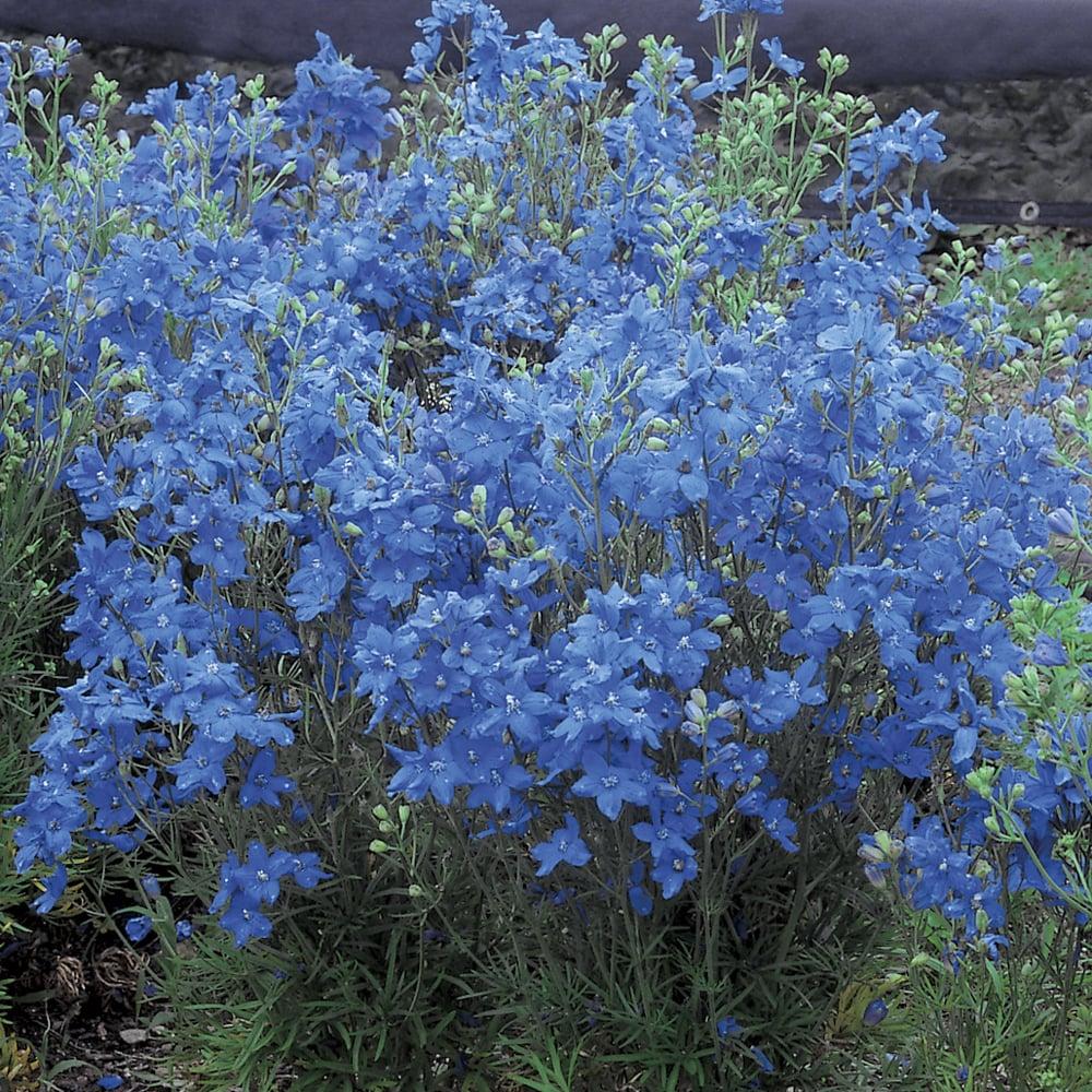 G381 Delphinium Grandiflorum Blue Mirror - View 1 from www redcrocus com