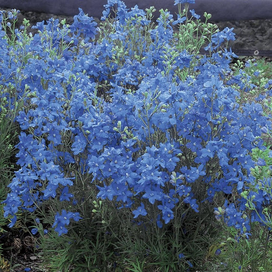G381 Delphinium Grandiflorum Blue Mirror - View 1 from www redcrocus com