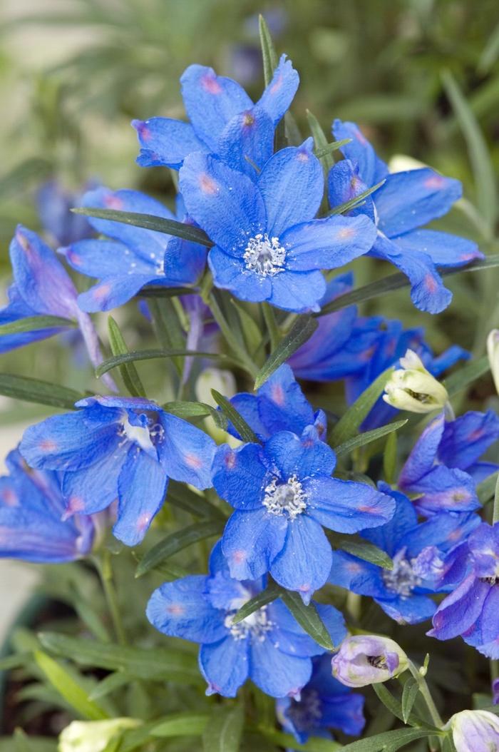 G381 Delphinium Grandiflorum Blue Mirror - View 2 from www redcrocus com