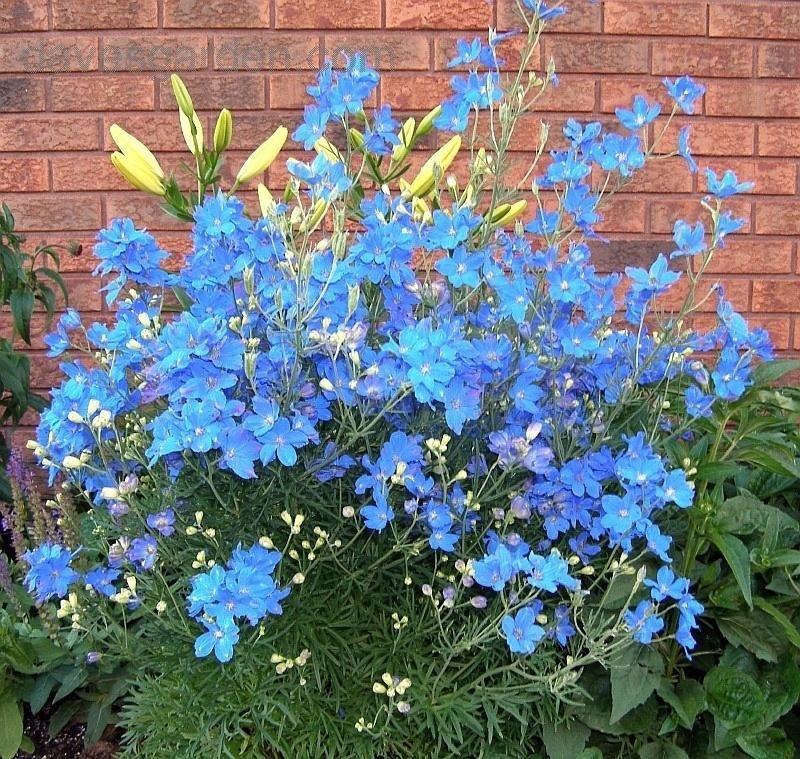 G381 Delphinium Grandiflorum Blue Mirror - View 3 from www redcrocus com