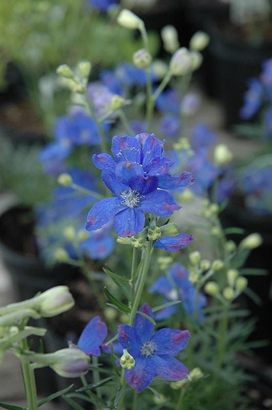 G381 Delphinium Grandiflorum Blue Mirror - View 5 from www redcrocus com