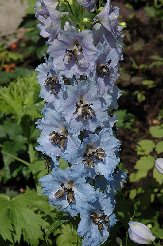 G381 Delphinium Grandiflorum Blue Mirror - View 7 from www redcrocus com