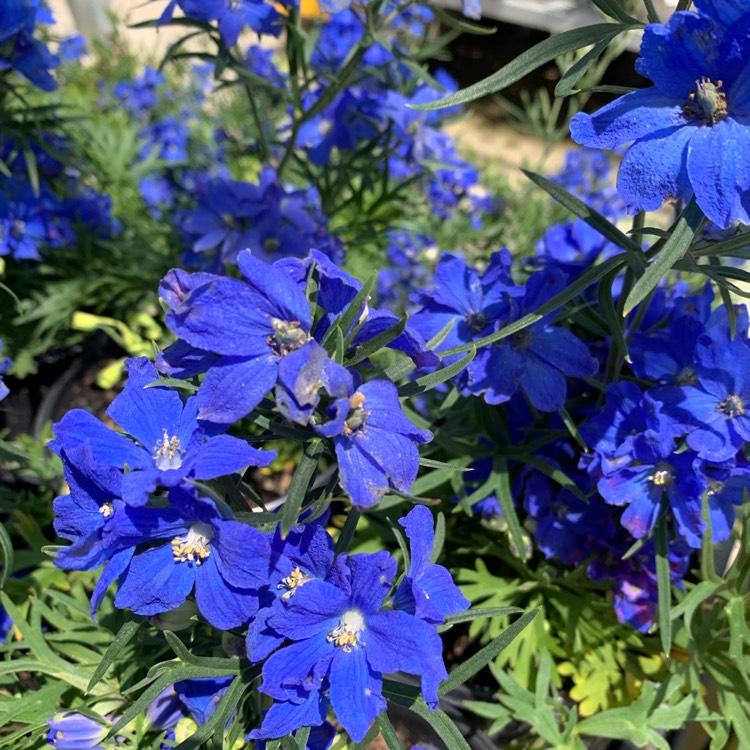 G381 Delphinium Grandiflorum Blue Mirror - View 8 from www redcrocus com