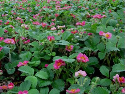 G389 Fragaria X 27lipstick 27 11 33bbad0d 227a 4dcb 9dad 4189d181ff8b from www redcrocus com