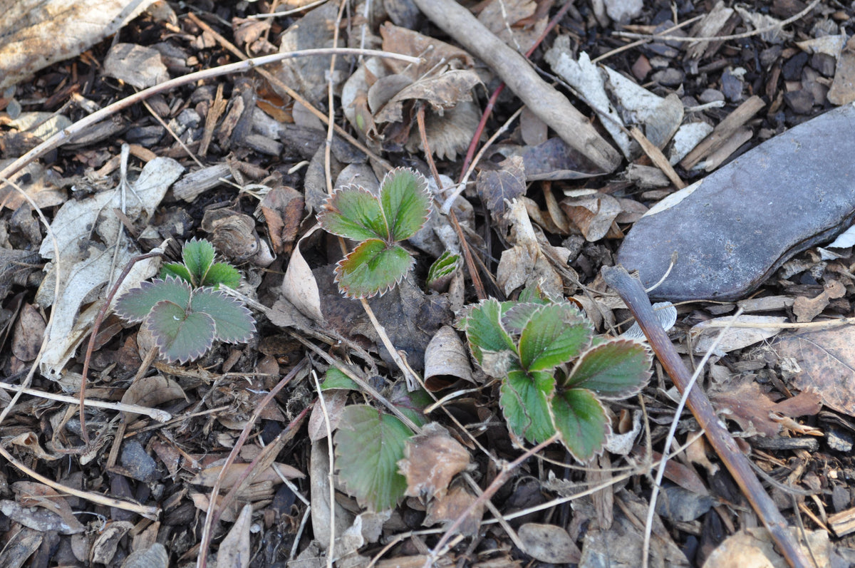 G389 Fragaria X 27lipstick 27 26 B3b8f389 B452 46ad 87a0 3b238456ffad from www redcrocus com