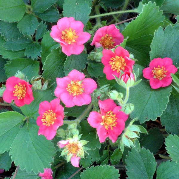 G389 Fragaria X 'lipstick' - View 28 from www redcrocus com
