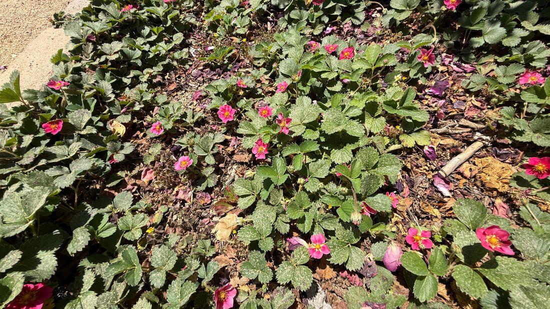 G389 Fragaria X 'lipstick' - View 29 from www redcrocus com