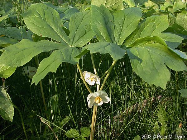 G4039 Podophyllum Peltatum - View 11 from www redcrocus com