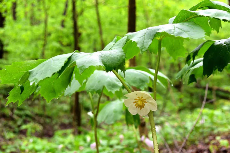 G4039 Podophyllum Peltatum 14 A7f91b54 7f34 49a2 8b4a Ae12e95994c9 from www redcrocus com
