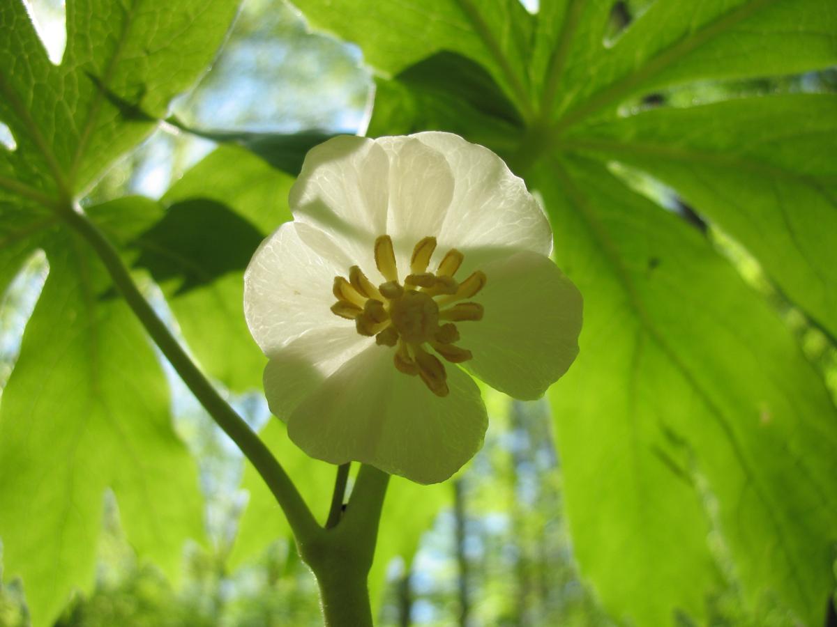 G4039 Podophyllum Peltatum - View 18 from www redcrocus com