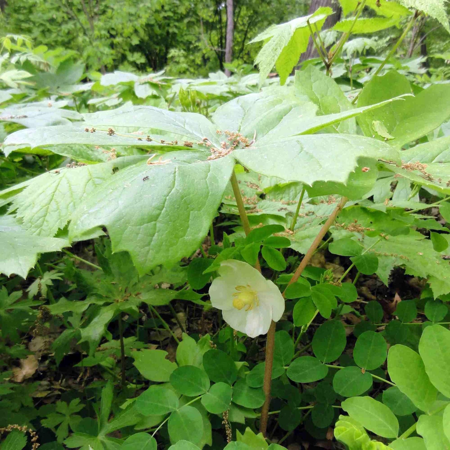 G4039 Podophyllum Peltatum - View 19 from www redcrocus com