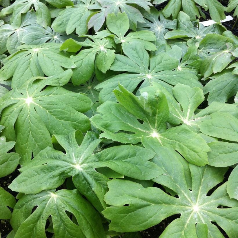 G4039 Podophyllum Peltatum 6 A956171b 34e3 4433 Be7b 031929f87ece from www redcrocus com