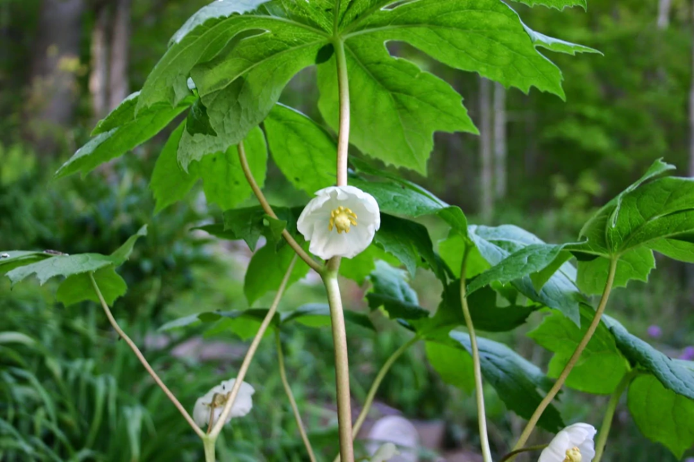 G4039 Podophyllum Peltatum - View 9 from www redcrocus com