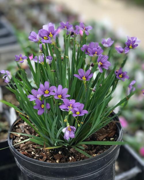 G4061 Sisyrinchium Angustifolium Lucerne - View 10 from www redcrocus com