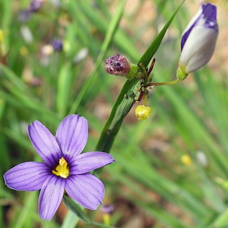 G4061 Sisyrinchium Angustifolium Lucerne 11 79cec29a 637e 46fc 99e2 Fe3c13f76f5a from www redcrocus com