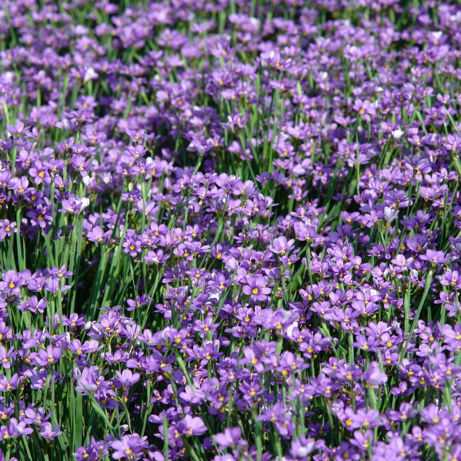 G4061 Sisyrinchium Angustifolium Lucerne - View 12 from www redcrocus com