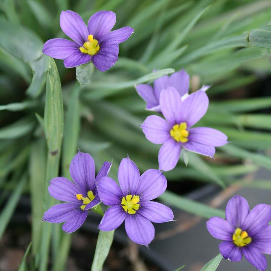 G4061 Sisyrinchium Angustifolium Lucerne 15 5bf11700 5688 4404 8fd4 5f8b08b5240f from www redcrocus com