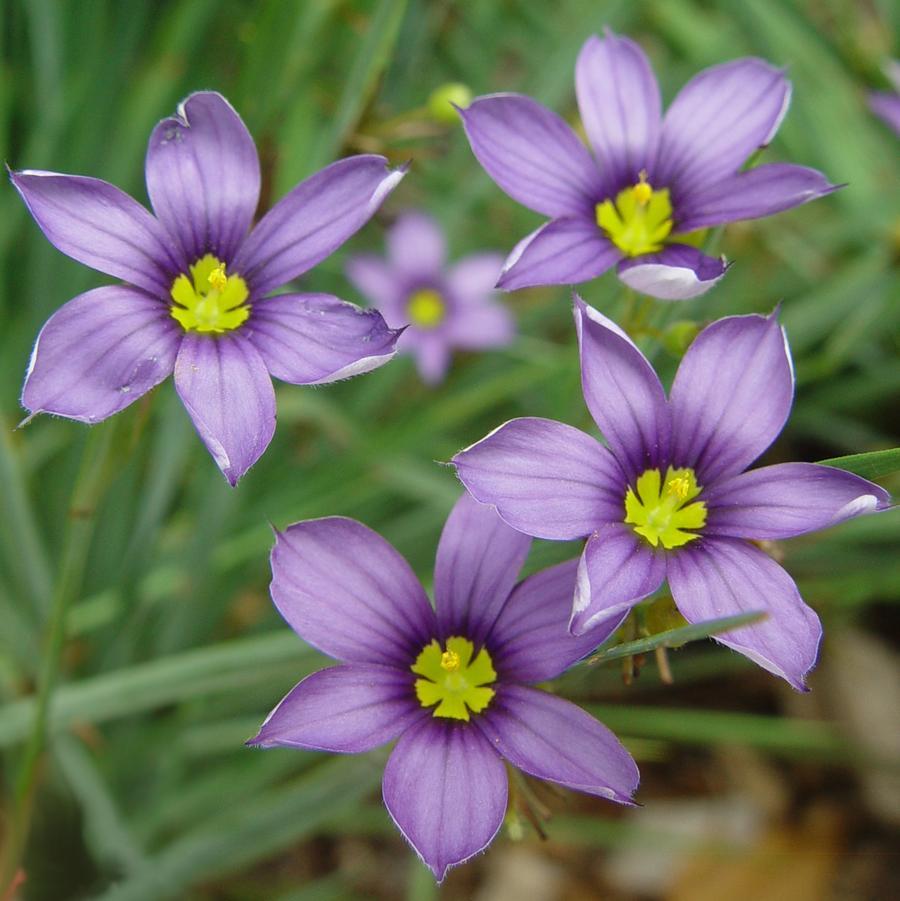 G4061 Sisyrinchium Angustifolium Lucerne 18 9438671a 9189 4172 9528 D7a3867ab180 from www redcrocus com