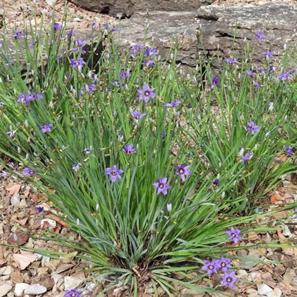 G4061 Sisyrinchium Angustifolium Lucerne 1 Fceceb7b Bfc4 4ef3 8c74 Fad21256b385 from www redcrocus com