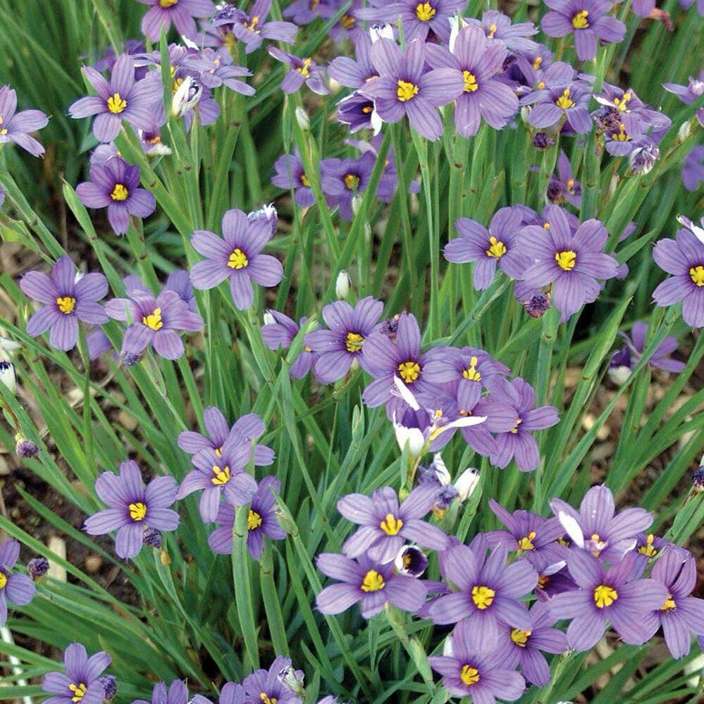 G4061 Sisyrinchium Angustifolium Lucerne - View 2 from www redcrocus com