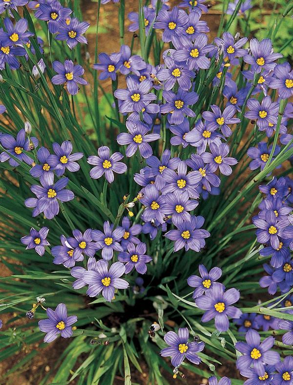G4061 Sisyrinchium Angustifolium Lucerne 3 579faaa0 63c9 431b A097 749687d22b0c from www redcrocus com