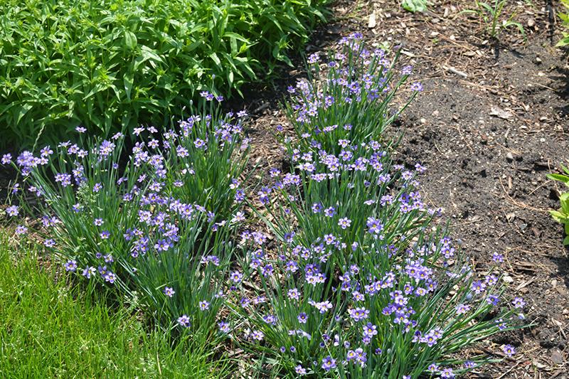 G4061 Sisyrinchium Angustifolium Lucerne 4 E83cb19d 0cf7 4bdd 9631 5f949d264349 from www redcrocus com
