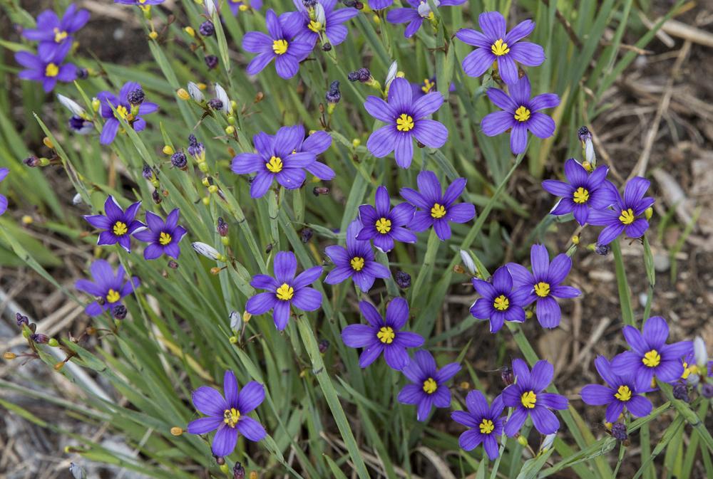 G4061 Sisyrinchium Angustifolium Lucerne 5 0c429bce 82ad 4b9e 82c9 3df157127ce7 from www redcrocus com