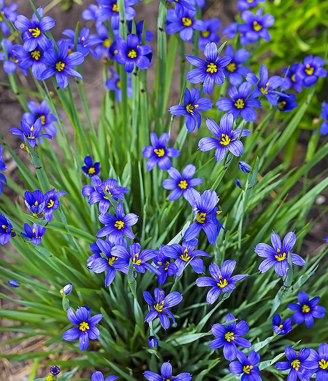 G4061 Sisyrinchium Angustifolium Lucerne 6 6eb14267 C6e1 4cc7 84cd 8b13f99660d5 from www redcrocus com
