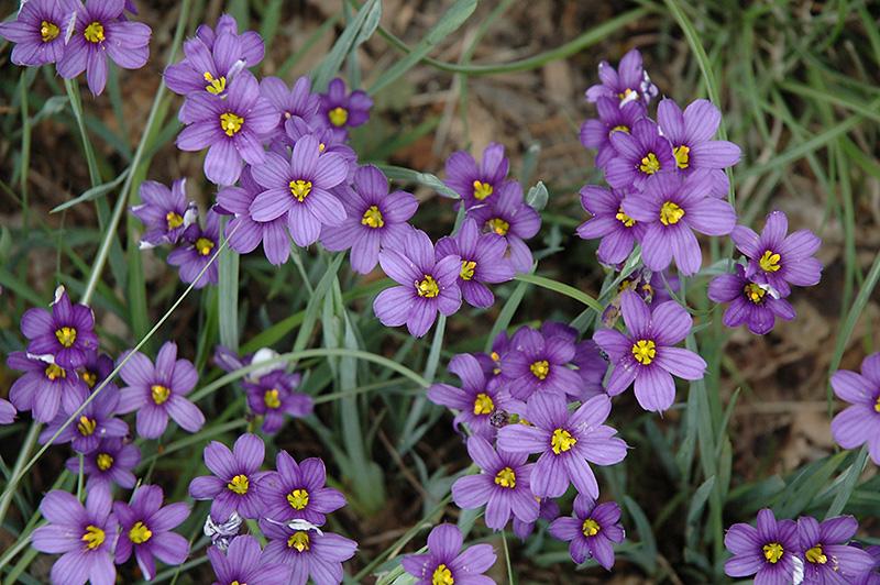 G4061 Sisyrinchium Angustifolium Lucerne - View 7 from www redcrocus com