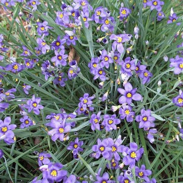 G4061 Sisyrinchium Angustifolium Lucerne 8 Dd600655 F91b 440f A173 A4580d2c96c6 from www redcrocus com