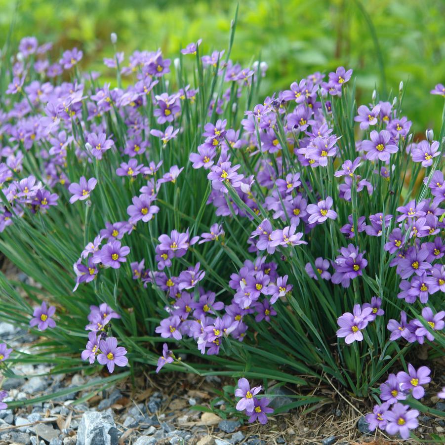 G4061 Sisyrinchium Angustifolium Lucerne 9 B8efd0c3 7435 4d52 975b 01fefe1af0df from www redcrocus com