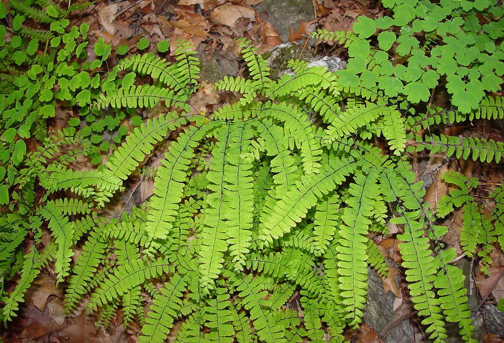 G4062 Fern Adiantum Pedatum 10 5abb272d E16a 4b47 Be4b F53605bbbca1 from www redcrocus com