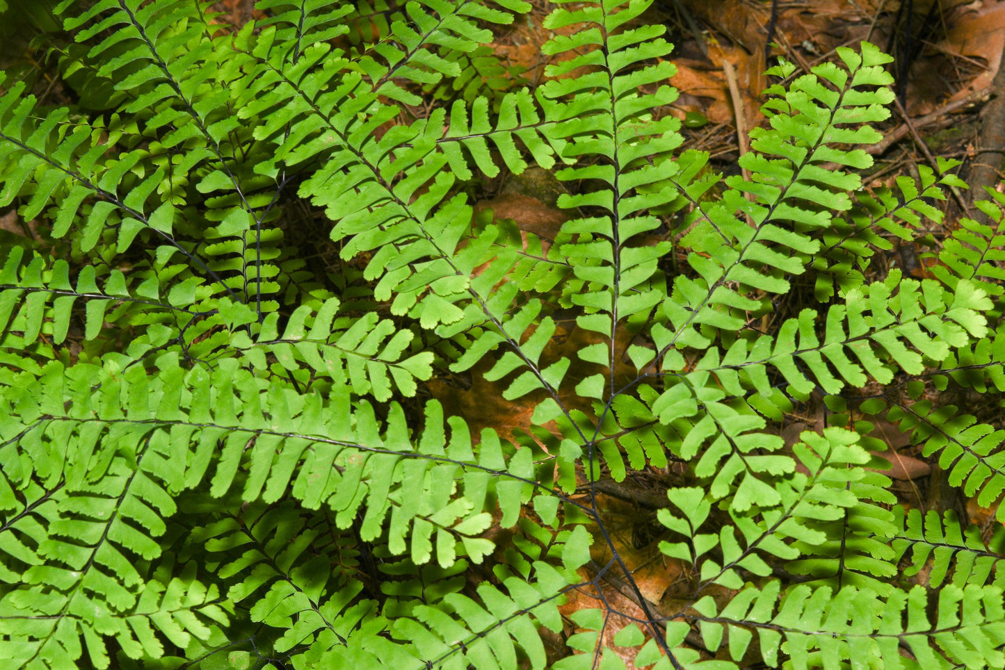 G4062 Fern Adiantum Pedatum 12 Eca13804 1884 4e52 B786 19e622166a78 from www redcrocus com