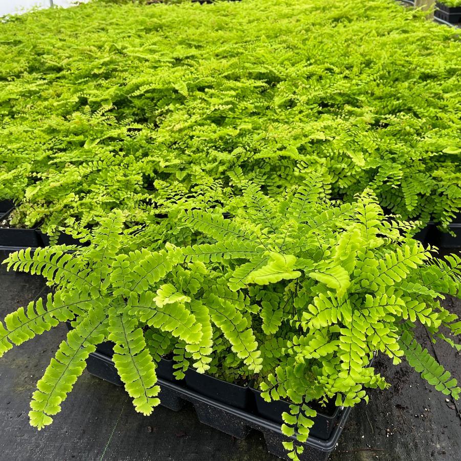 G4062 Fern Adiantum Pedatum 13 F6881402 Cfa4 4e17 891f A6503cd7f0ad from www redcrocus com