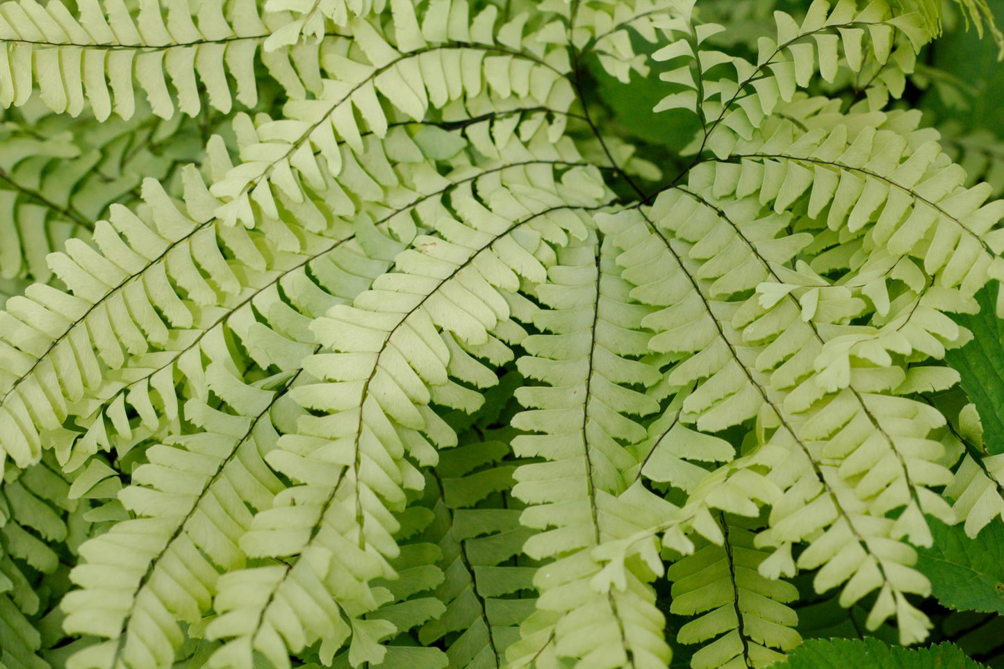 G4062 Fern Adiantum Pedatum 14 Fa850b78 C7df 45a0 Ab97 A0127f05a6d4 from www redcrocus com
