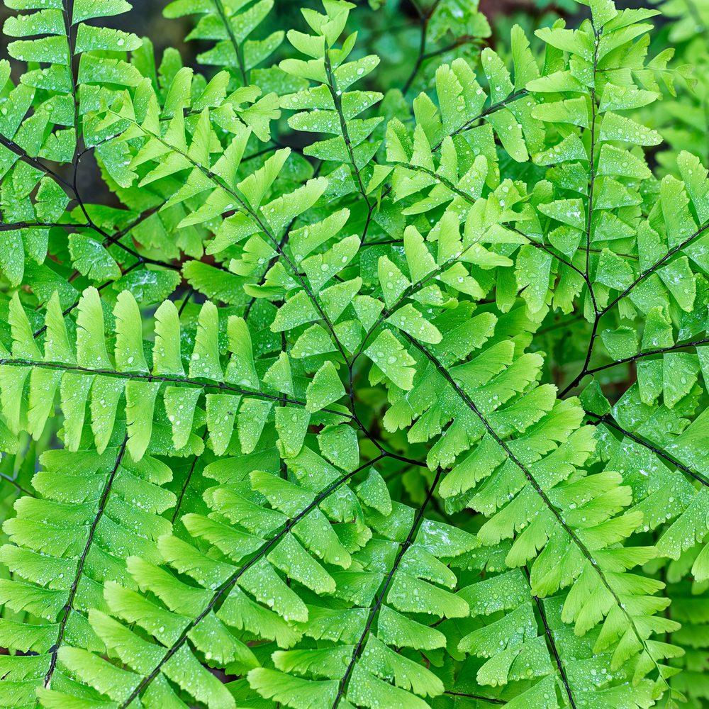 G4062 Fern Adiantum Pedatum 15 05bb8739 08bd 4d78 89cd 15c0e895d423 from www redcrocus com