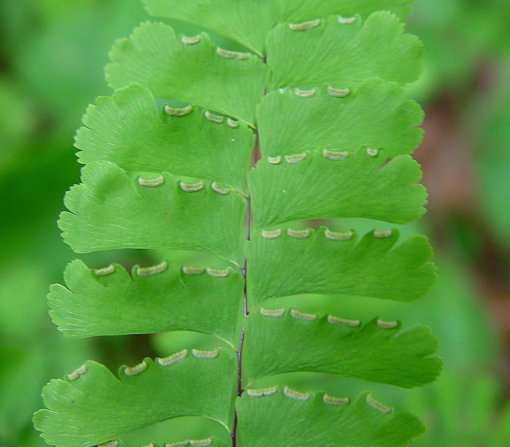 G4062 Fern Adiantum Pedatum 16 Dd624bf3 4cbe 42c9 87db B8d15a010a16 from www redcrocus com