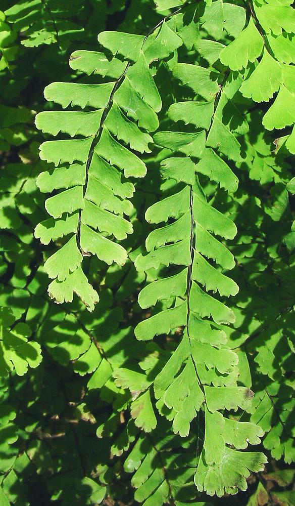 G4062 Fern Adiantum Pedatum 17 39ee8320 3413 4708 82ef C1790f27fd0a from www redcrocus com