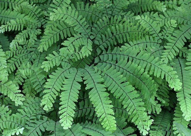 G4062 Fern Adiantum Pedatum 18 1254a2a1 1c01 4d47 B736 Bca60bc54da7 from www redcrocus com