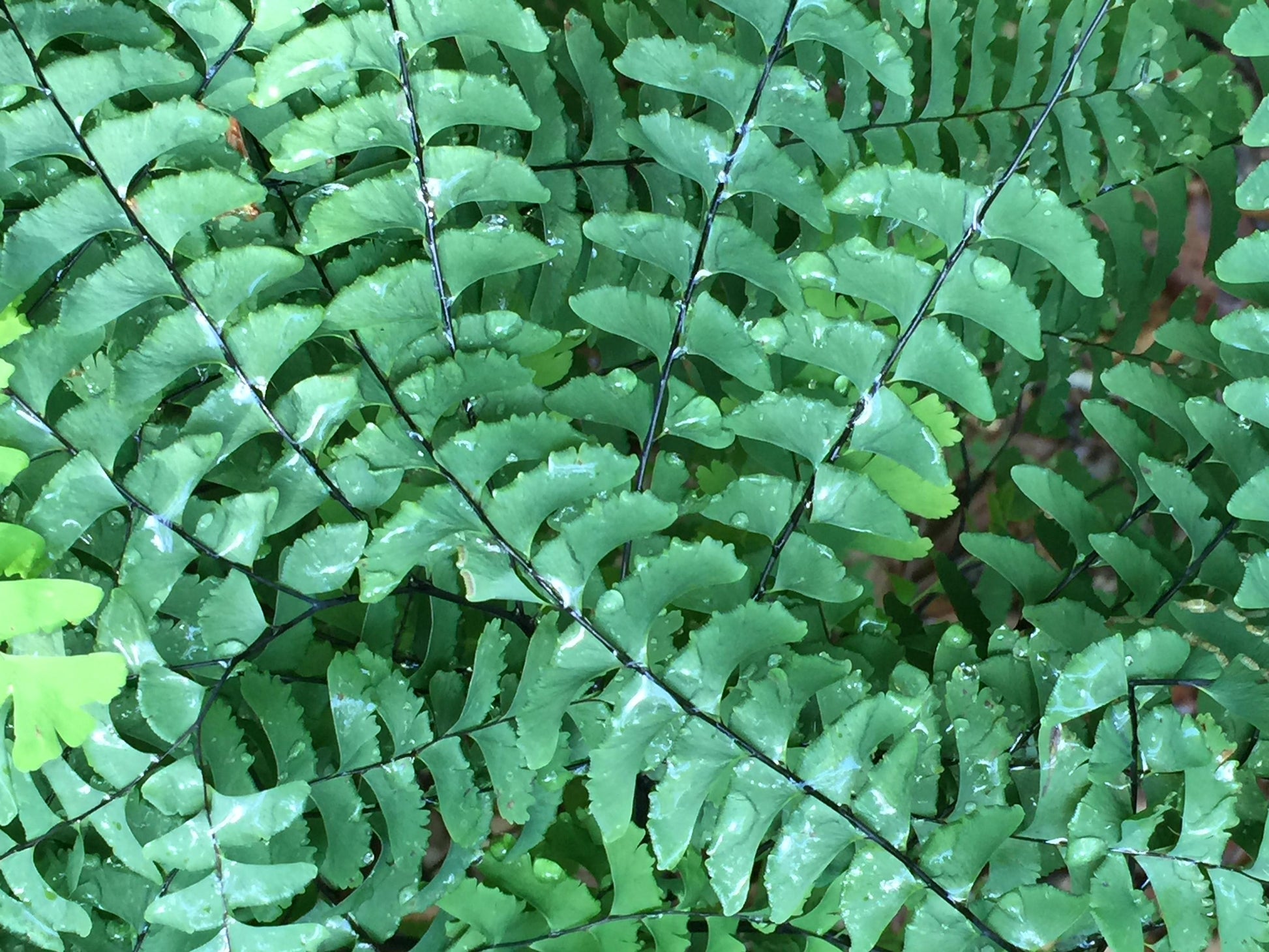 G4062 Fern Adiantum Pedatum 19 Efe19ae2 4ad2 47f4 Aeef 90b1b8ae03dc from www redcrocus com
