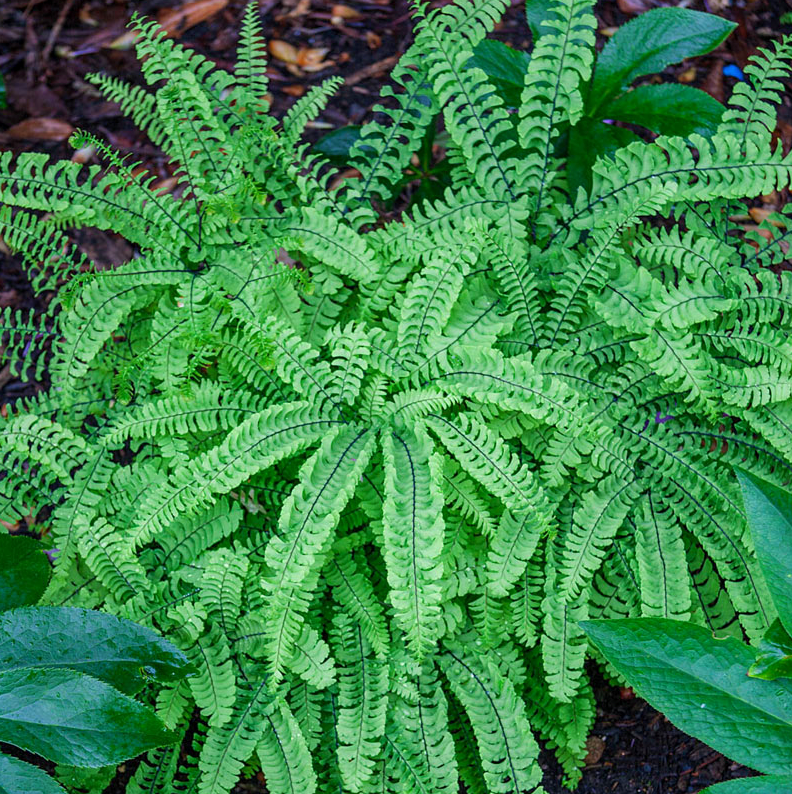 G4062 Fern Adiantum Pedatum 2 Bfd61daf 2b04 49cd B665 44613e63bd7b from www redcrocus com