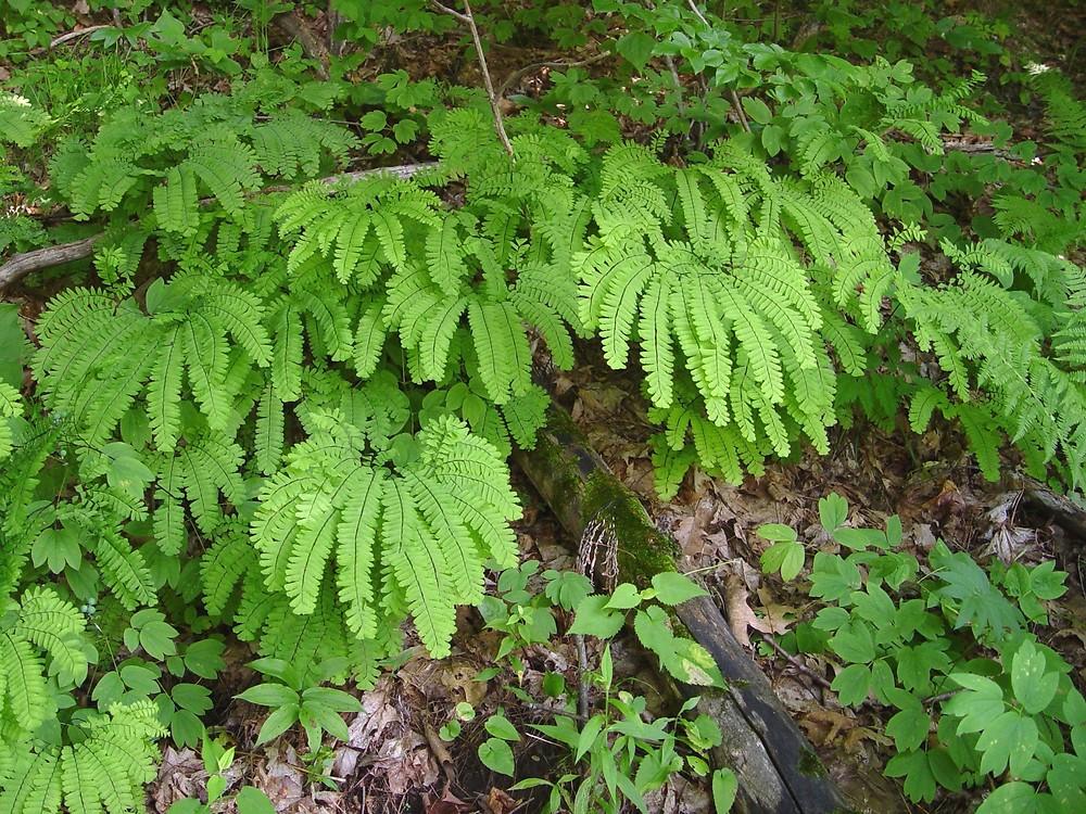 G4062 Fern Adiantum Pedatum 3 4adbfd93 17e8 4c25 9582 930f151f086a from www redcrocus com
