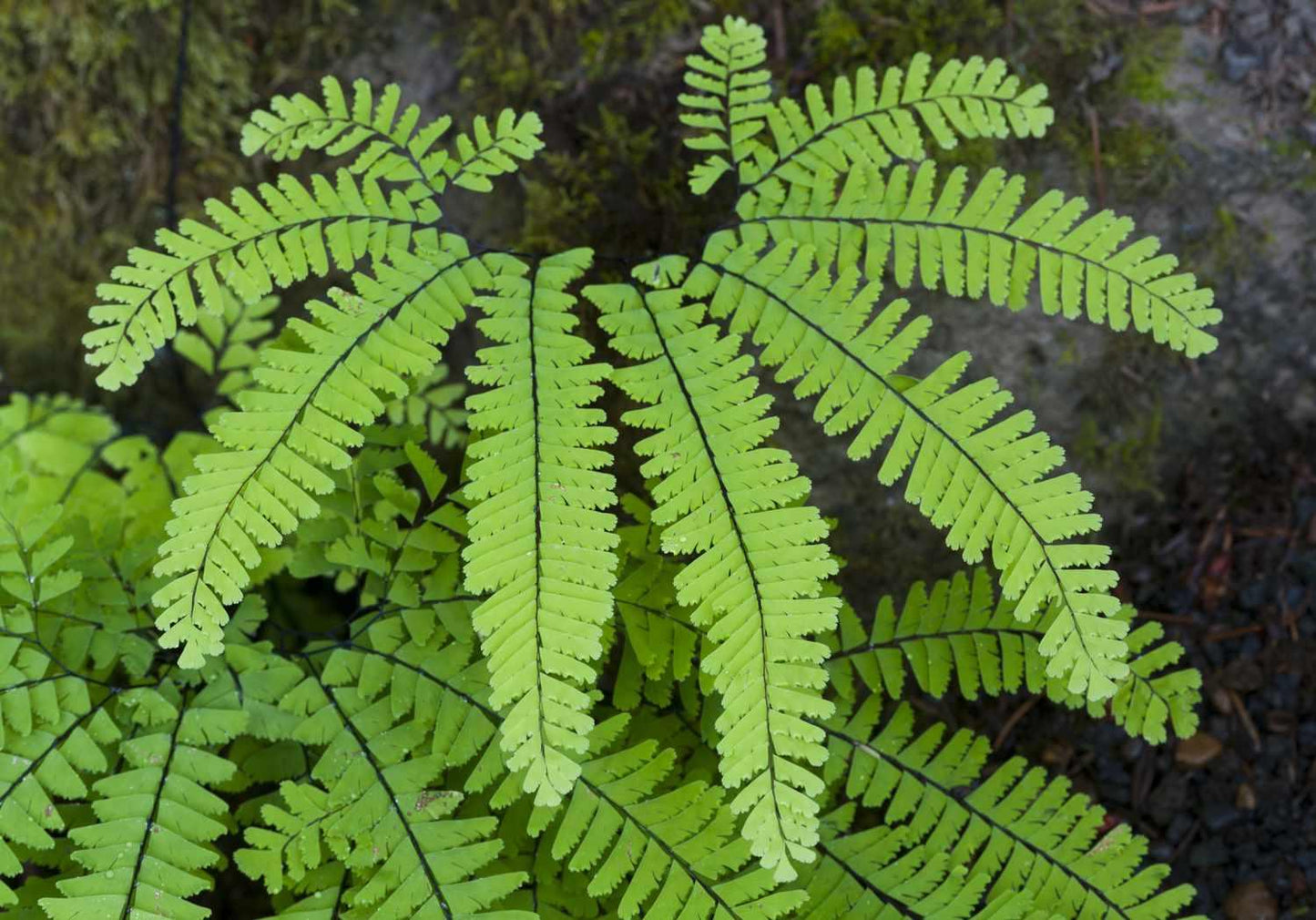 G4062 Fern Adiantum Pedatum 4 965df262 52b5 4850 A6d7 06d987885f49 from www redcrocus com