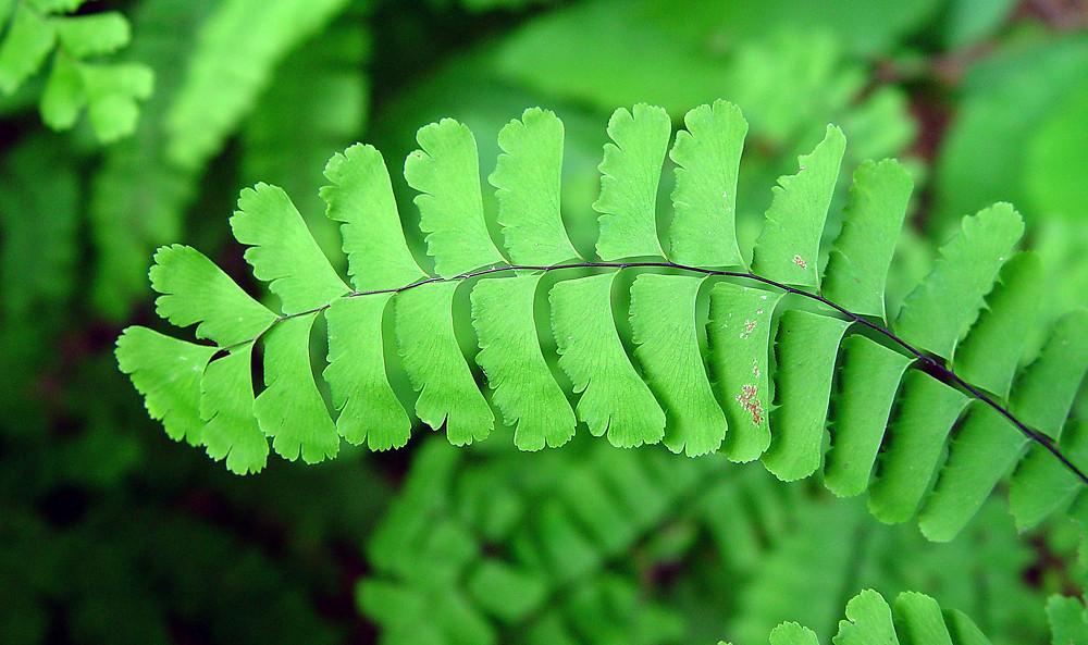 G4062 Fern Adiantum Pedatum 5 1c8d13d2 C958 4443 94c5 C1ed65a4ed9a from www redcrocus com